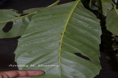 Paracroton pendulus subsp. zeylanicus